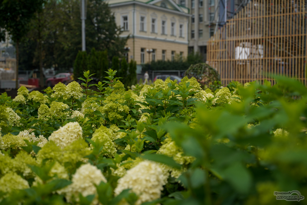 Площадь цветников в Екатеринбурге превысит 60 тысяч квадратных метров