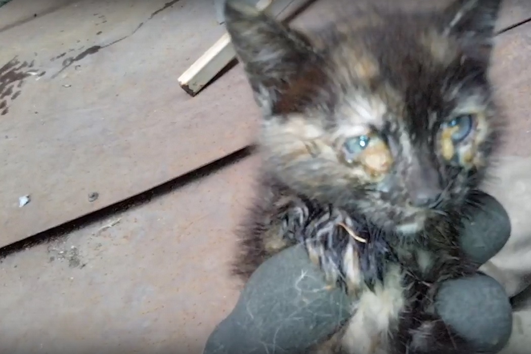 В Екатеринбурге зооспасатели спасли котёнка в ковидном госпитале