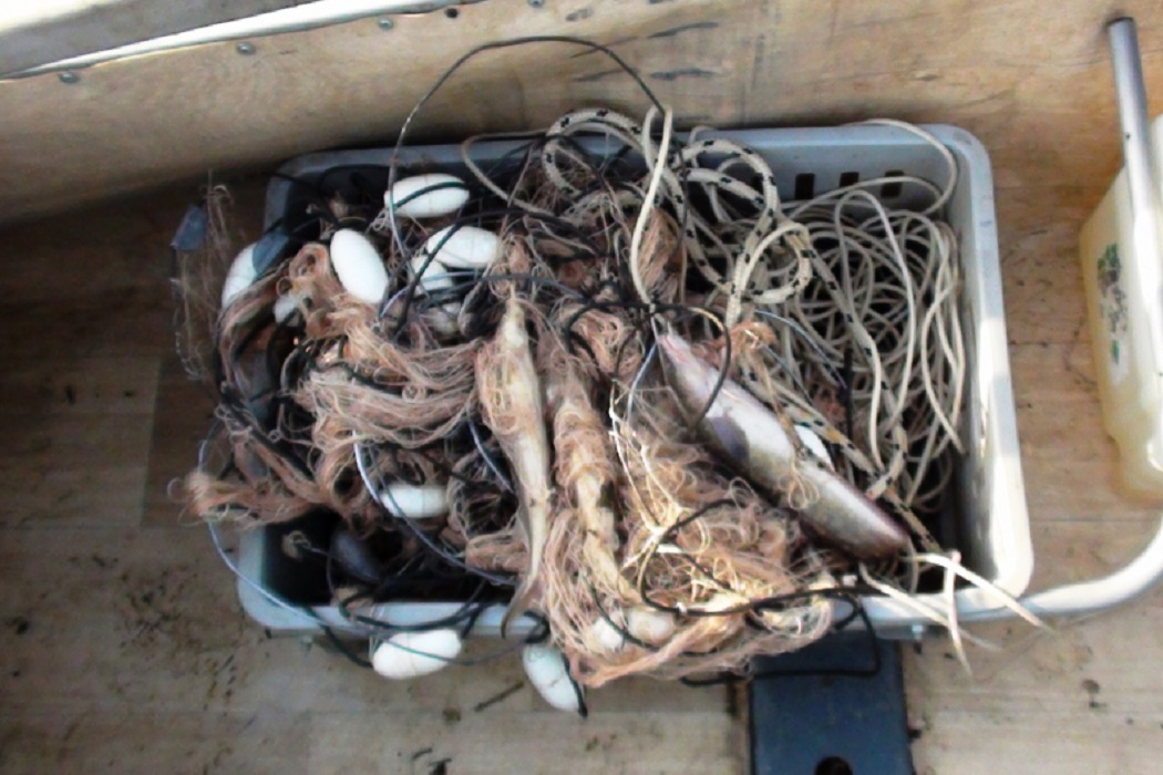 Жителя Тобольска осудят за вылов стерляди и налима в период нереста
