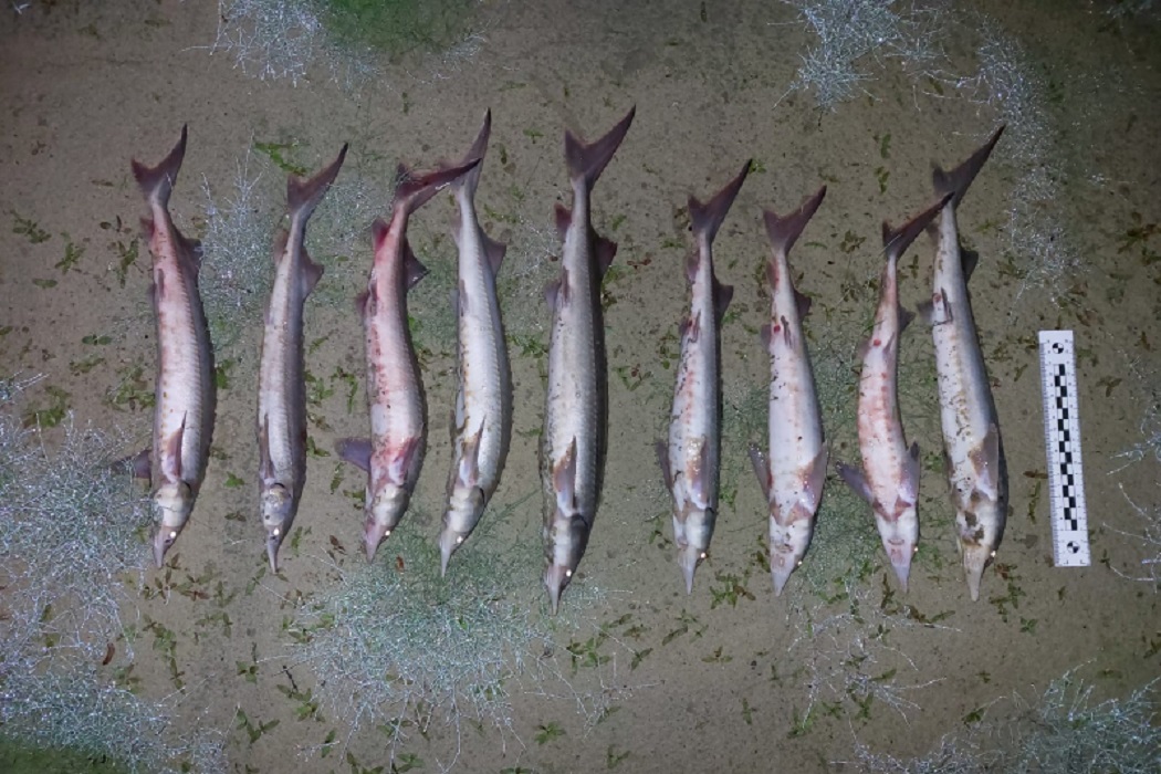 Жителю Когалыма грозит уголовный срок за вылов особо ценной рыбы