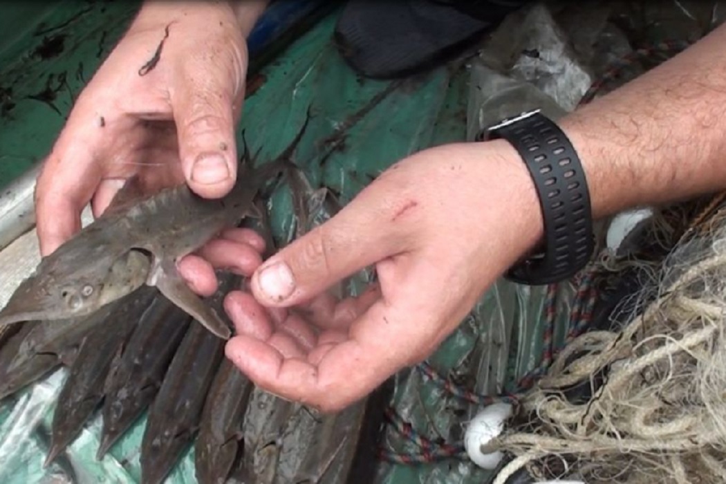 Браконьера из Тобольска осудят за вылов особо ценной рыбы 1
