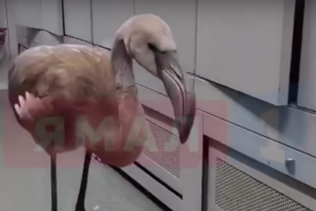 На Ямале нефтяники спасли замерзающего фламинго