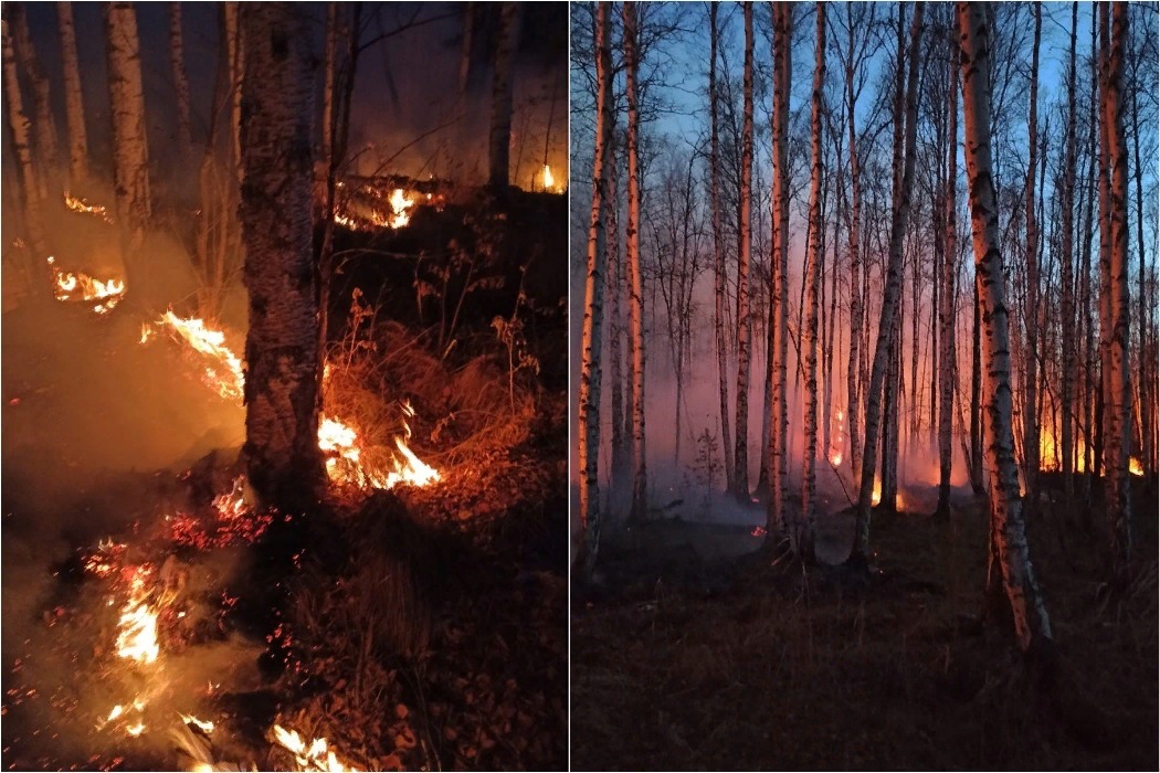 После сильного пожара. Пожар на природе. Горящий лес. Сильно горящий лес. Сгоревший лес.