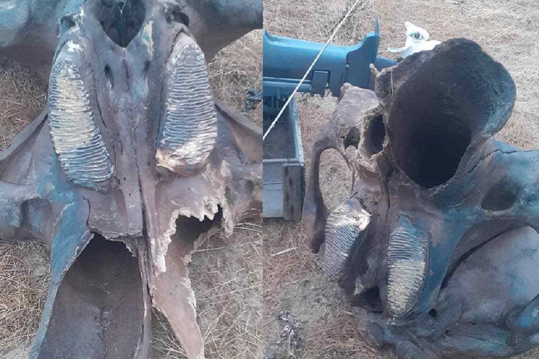 Ямальский тундровик нашел череп мамонта