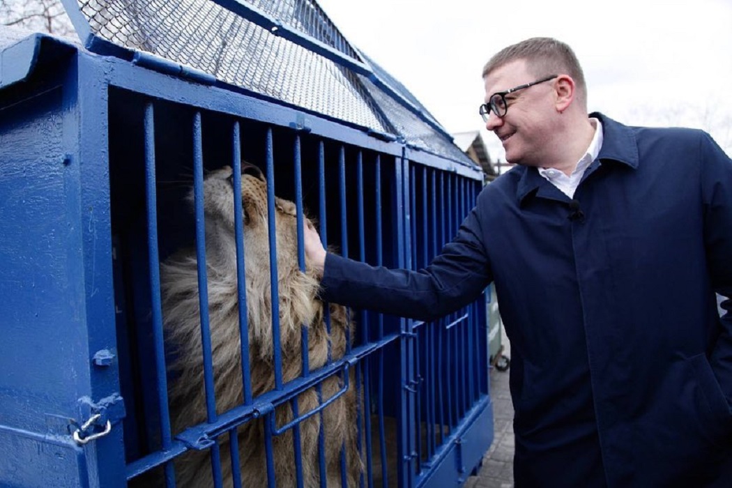 Жители Челябинска прощаются с львом Симбой и леопардом Евой