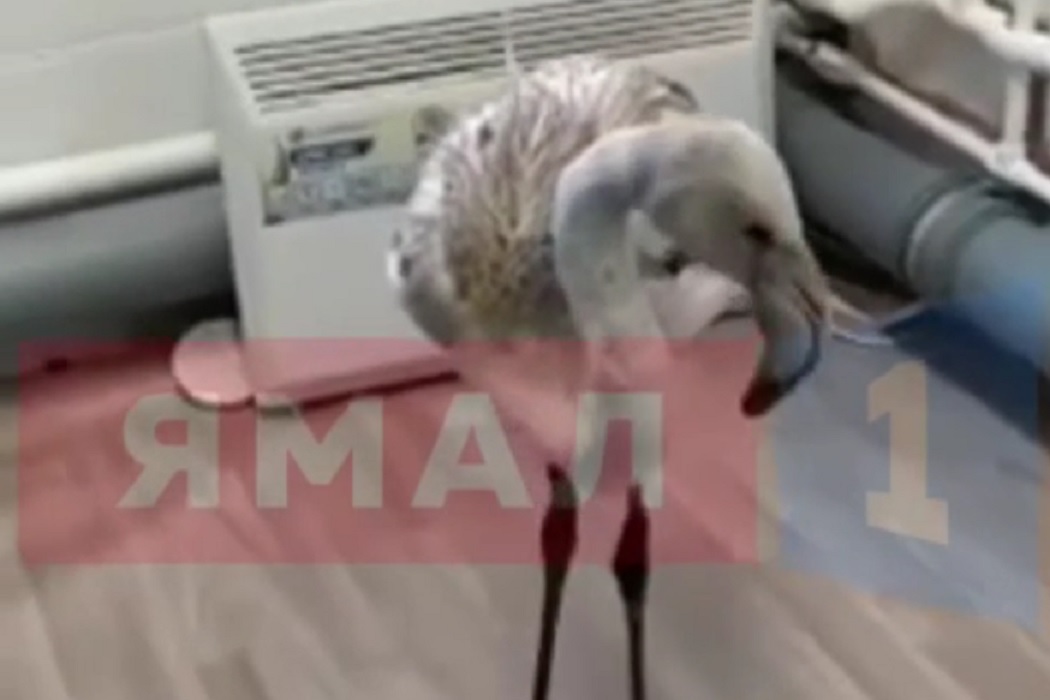 Нефтяники спасли ещё одного замерзающего фламинго