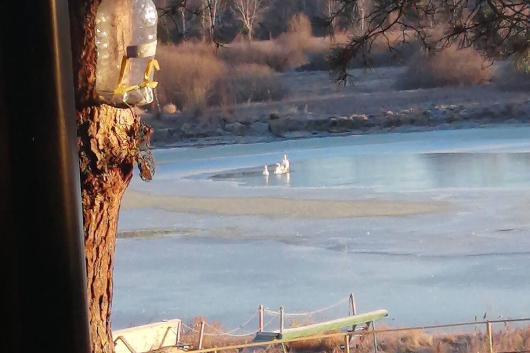 Под Тюменью на озере замерзают два лебедя