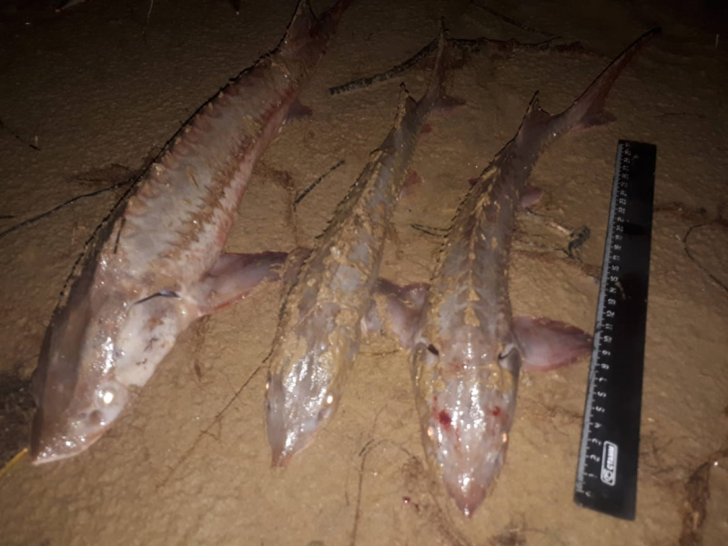 В Сургуте двух браконьеров осудили за вылов особо ценной рыбы 1