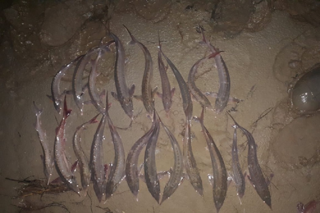 В Сургуте двух браконьеров осудили за вылов особо ценной рыбы