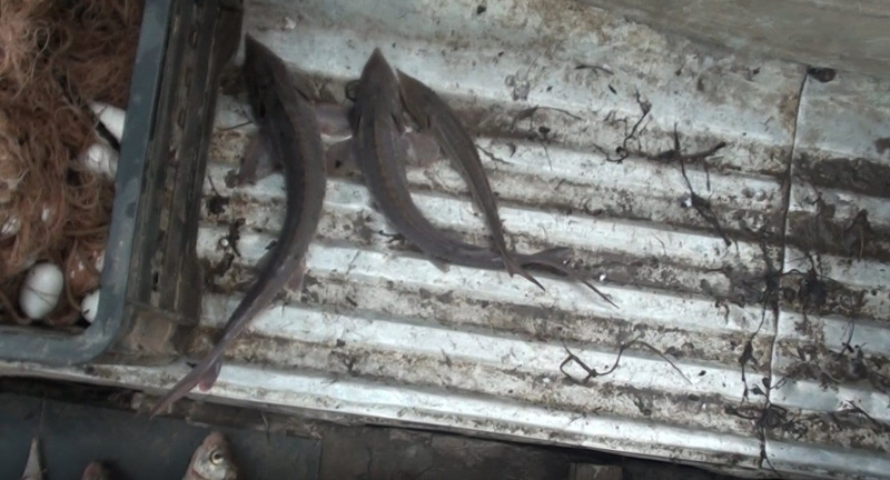 В Тюмени двум браконьерам грозит срок за вылов краснокнижной рыбы