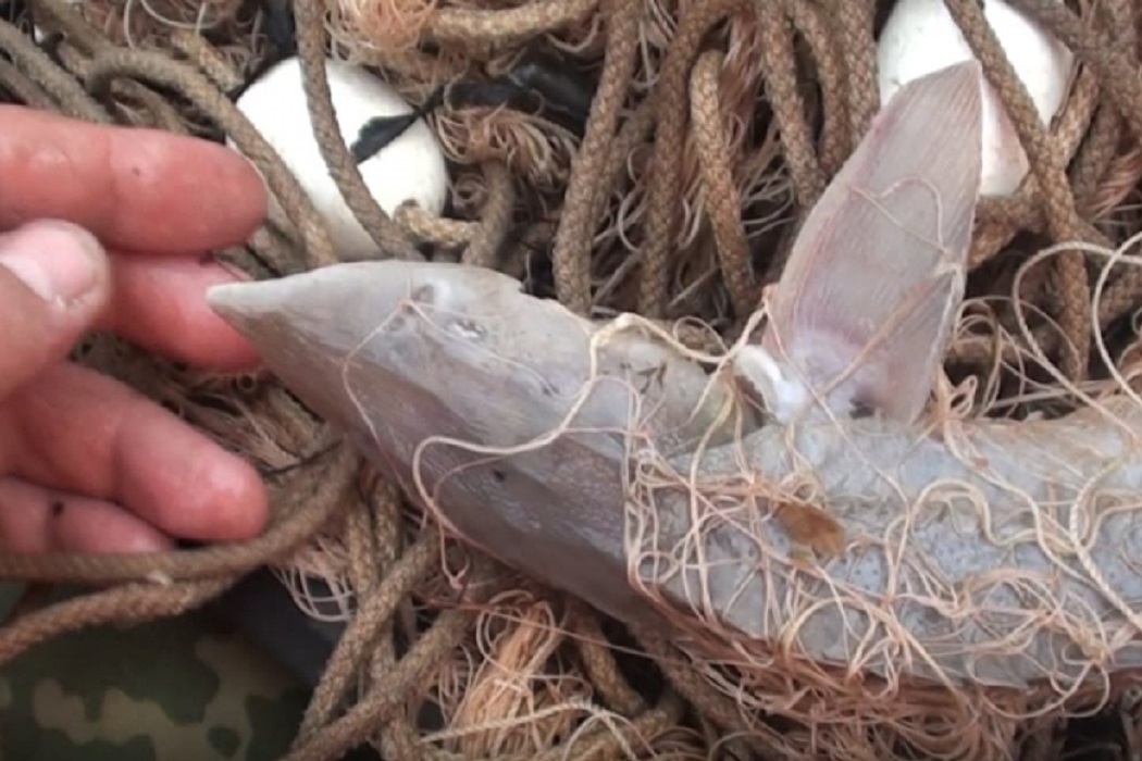 В Тюмени двум браконьерам грозит срок за вылов краснокнижной рыбы