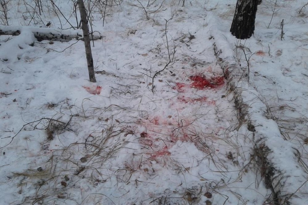 В Тюменской области незаконно отстрелили двух косуль и лося