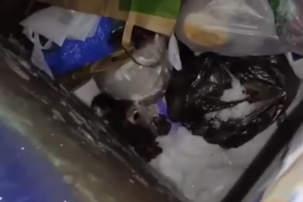 В Уренгое новорождённых котят выбросили в мусорный бак в мороз