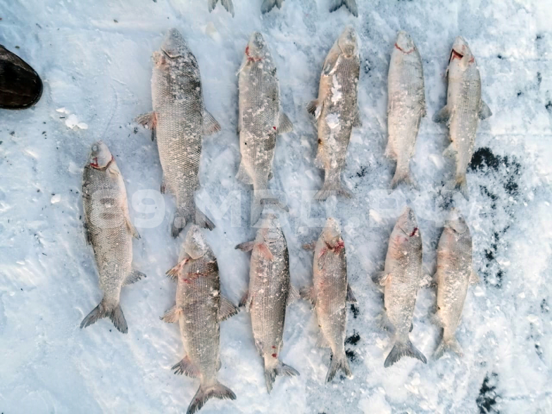 Ямальскому браконьеру грозит срок за вылов особо ценной рыбы 1