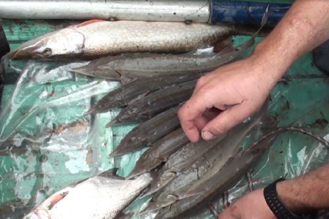Браконьер из Тобольска получил срок за вылов краснокнижной рыбы
