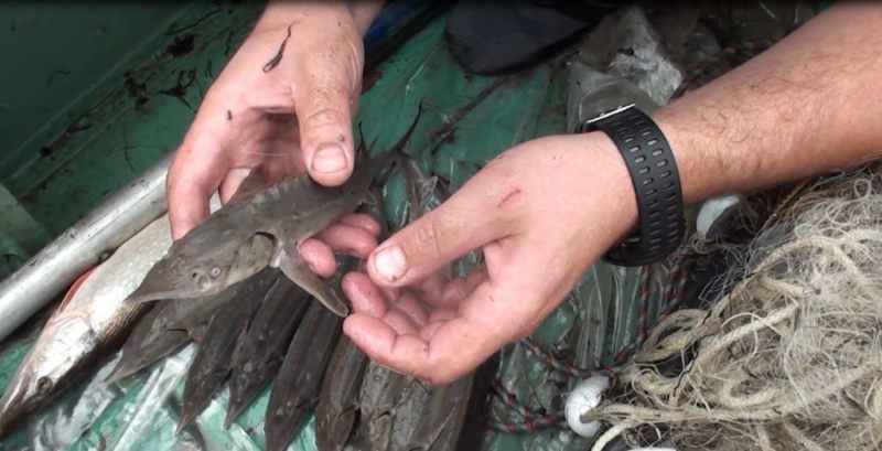 Браконьер из Тобольска получил срок за вылов краснокнижной рыбы