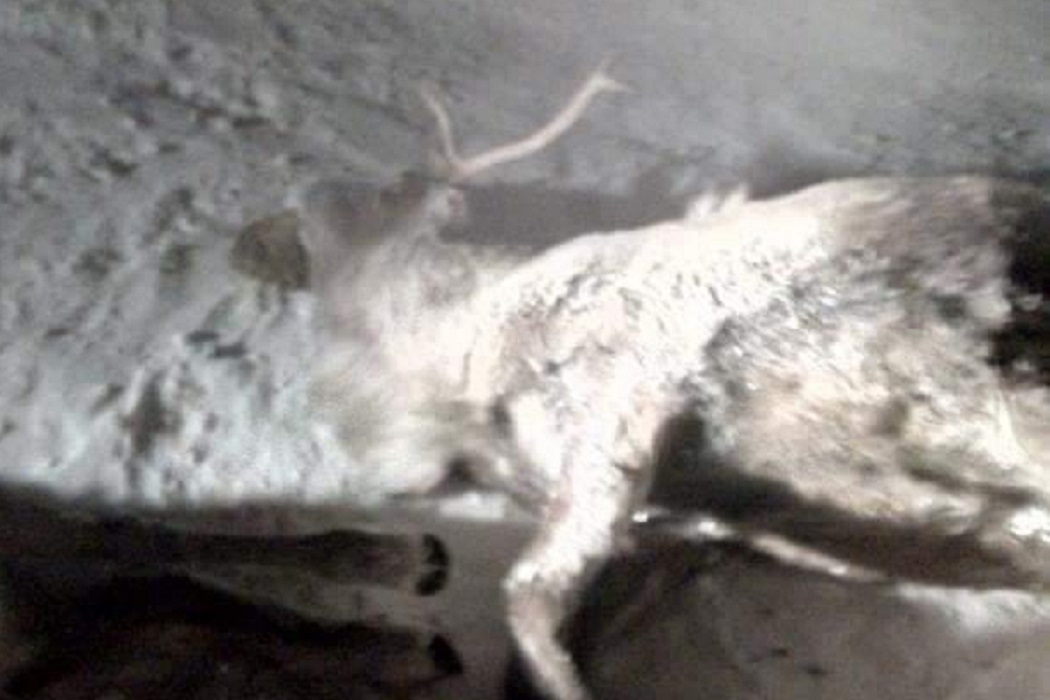 На Ямале водитель вездехода насмерть сбил восемь оленей 1