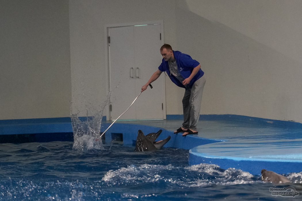 В океанариуме Екатеринбурга показали тренировку дельфинов из-за обвинений в побоях