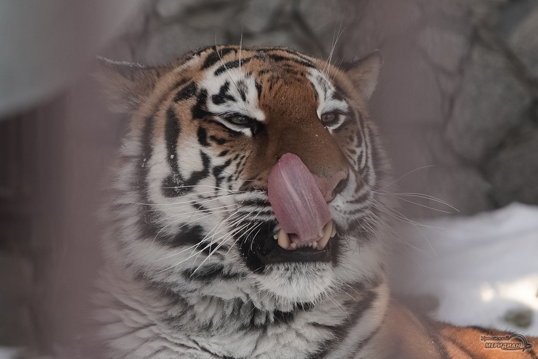 Многодетная тигрица из Екатеринбурга подготовилась к встрече Нового года