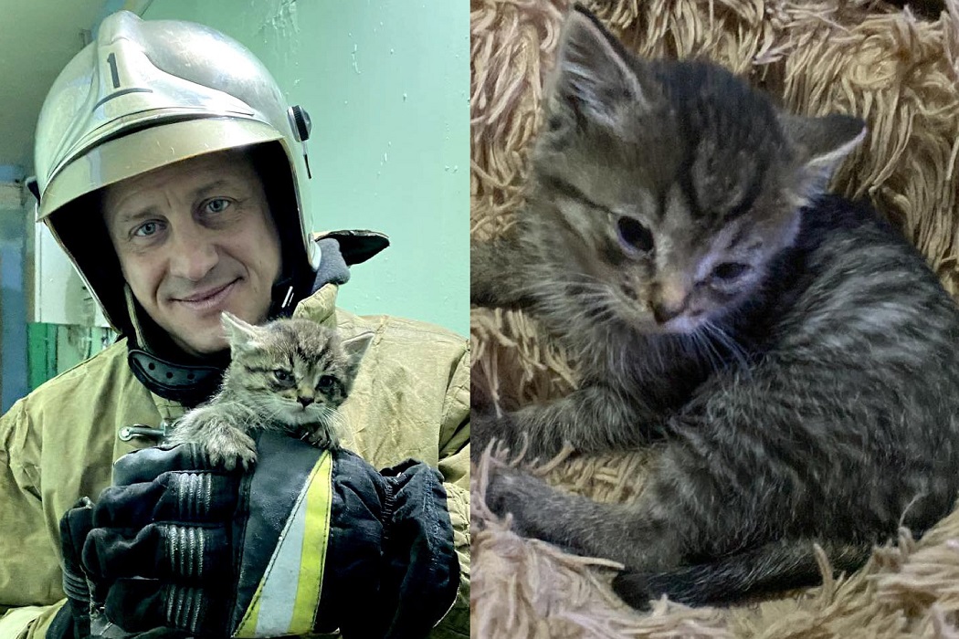 В Салехарде пожарные спасли застрявшего в вентиляционной трубе котёнка