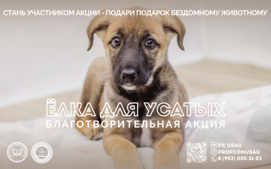 В Екатеринбурге стартовала акция помощи бездомным животным "Елка для усатых"