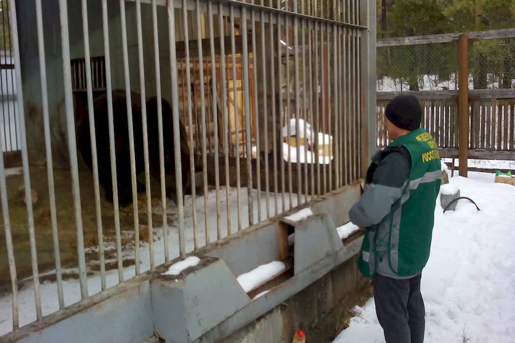 Жительница Южного Урала обратилась в Росприродназор из-за медведя в придорожном кафе