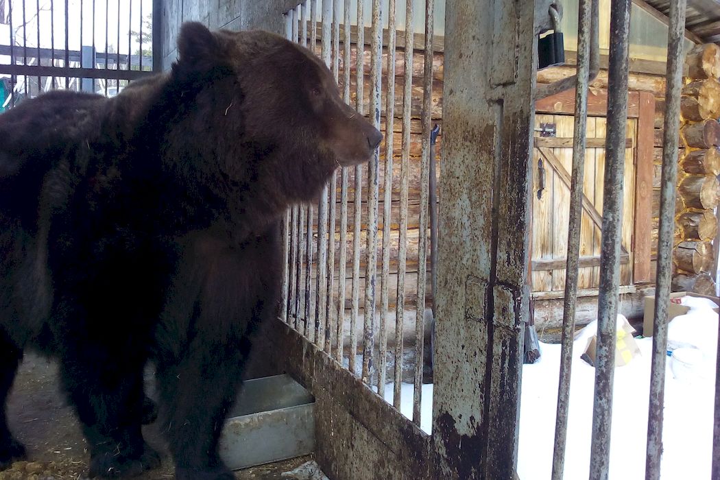 Жительница Южного Урала обратилась в Росприродназор из-за медведя в придорожном кафе