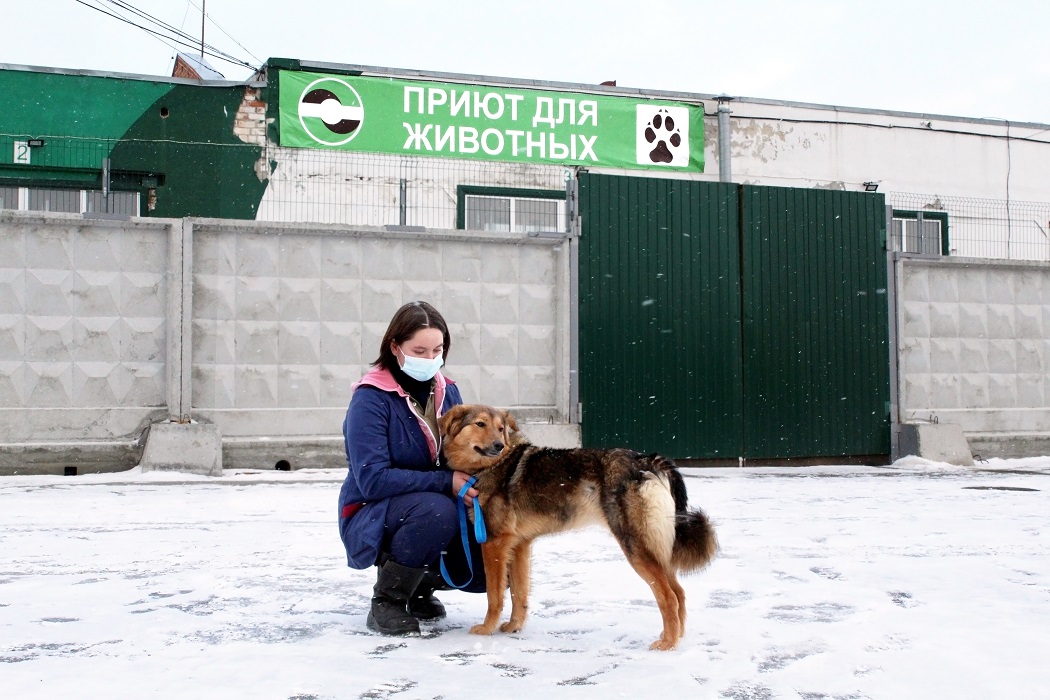 В Екатеринбурге «Спецавтобаза» нашла новых хозяев 201 собаке из своего приюта