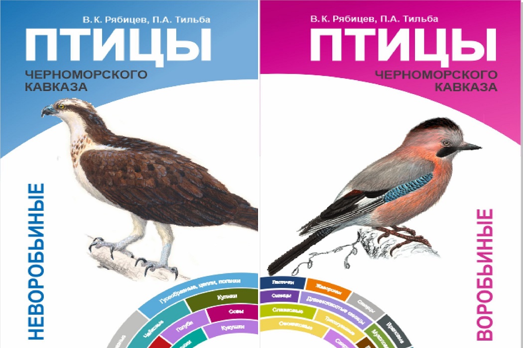 Что взять на курорт: пособие о птицах для любого возраста издали на Урале