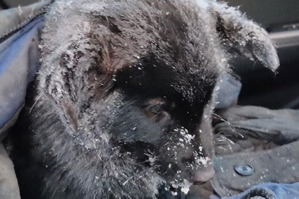 Неравнодушные жители Ноябрьска спасли вмерзшего в лед щенка