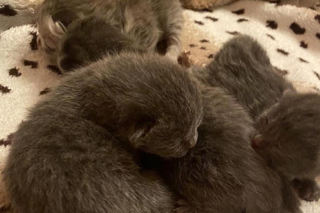 В Ноябрьске неизвестные подбросили новорожденных котят в детскую коляску