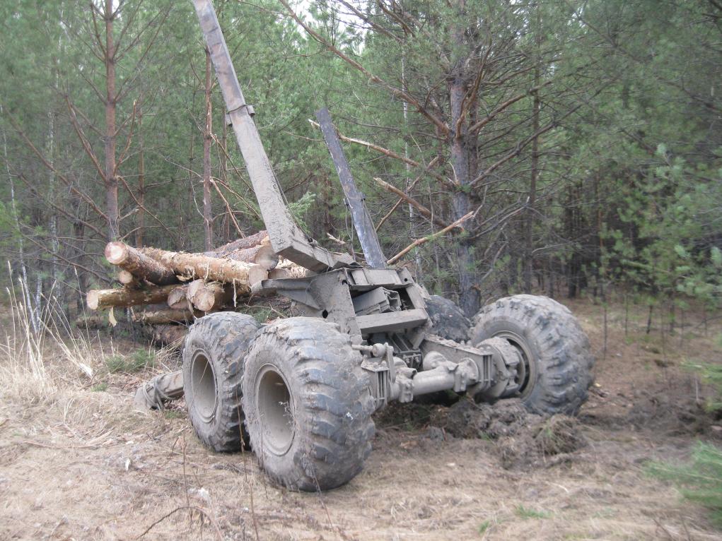 В Тюменской области осудят «черных лесорубов», срубивших сосен на 7,8 млн рублей