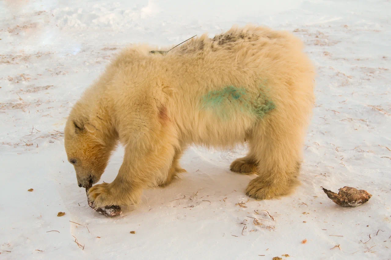 Ямальских медвежат Хару и Савэя перевезли в национальный парк «Гыданский»