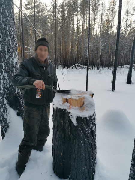 Житель Тюменской области ради заработка спилил сосны на 1 млн рублей