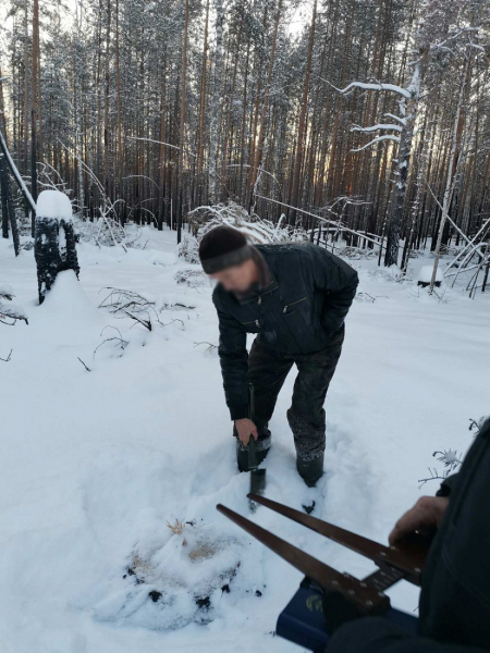 Житель Тюменской области ради заработка спилил сосны на 1 млн рублей