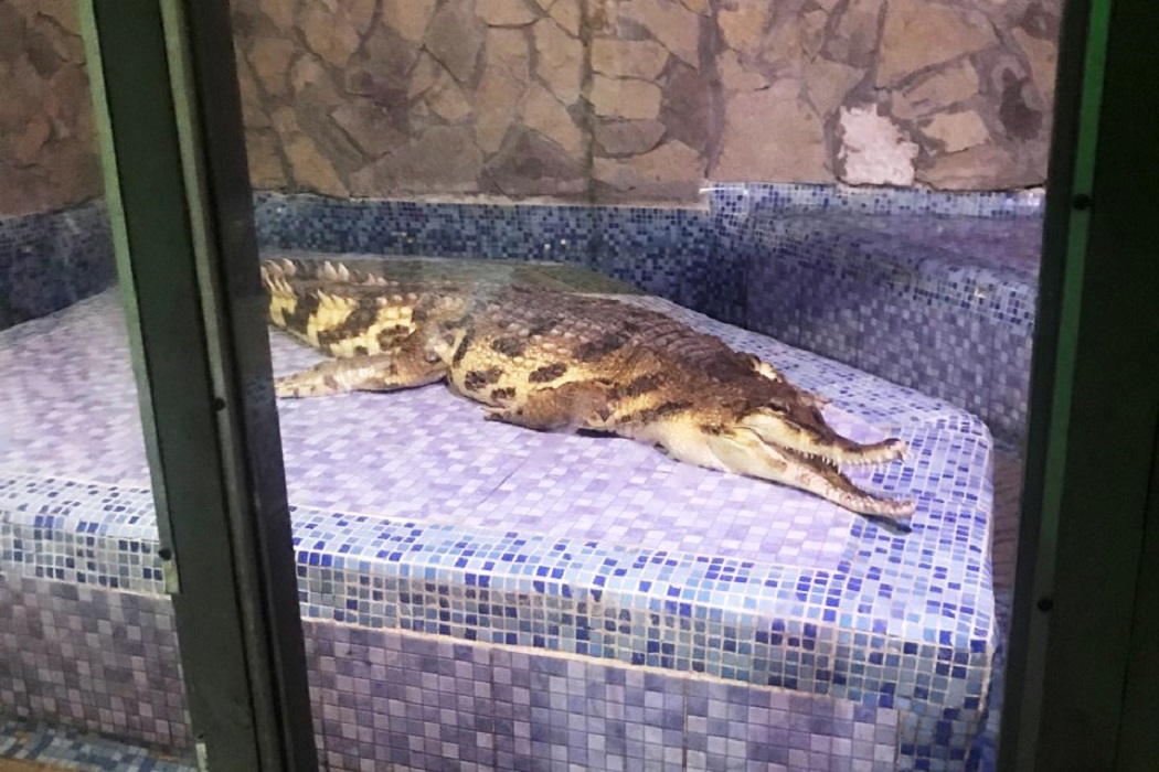 Крокодилвиль екатеринбург