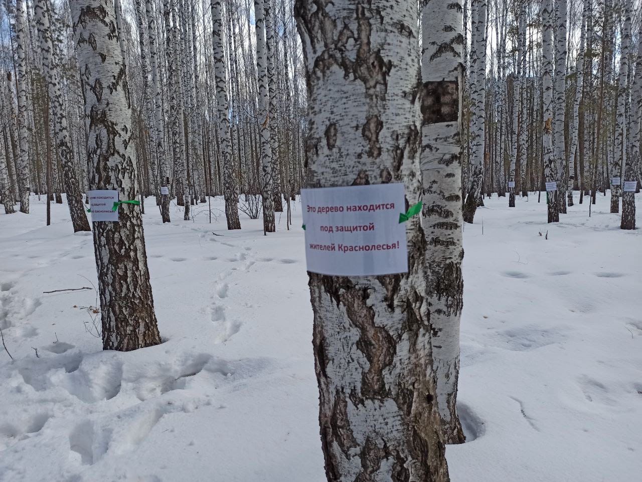 Активисты Екатеринбурга встали на защиту Берёзовой рощи в Краснолесье 5
