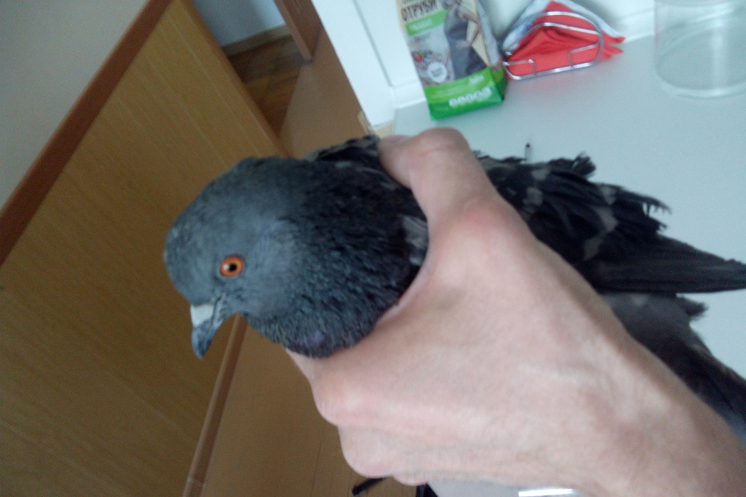 В Екатеринбурге спасли застрявшего в вентиляции голубя