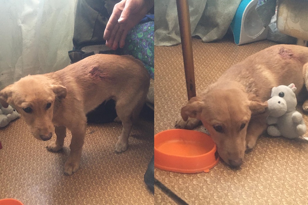 В Тюмени мужчина спас щенка, которого едва не загрызла стая собак