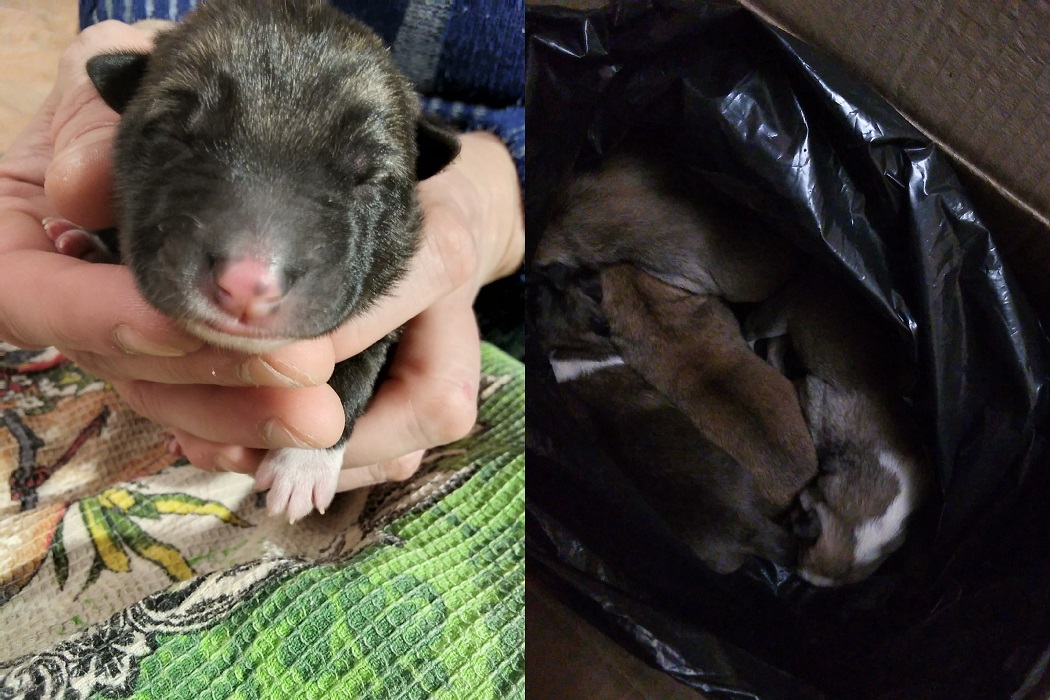 В Тюмени новорожденных щенков выбросили в мороз на помойку 3