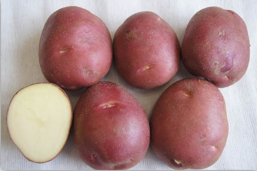 Новый сорт раннего картофеля «Арго» вывели уральские ученые