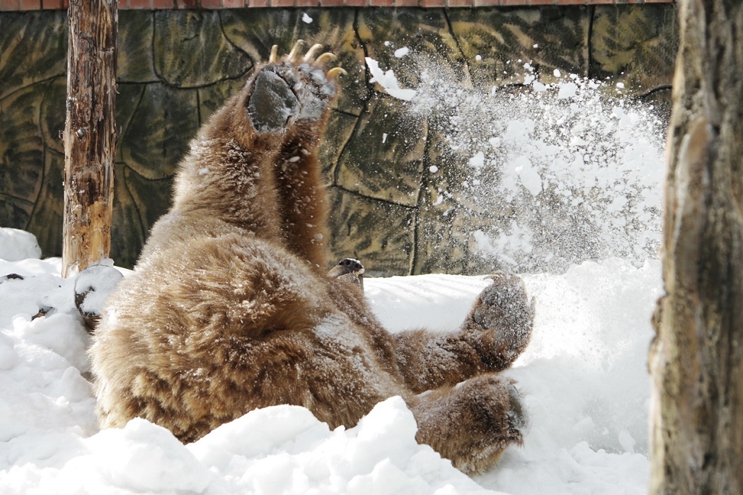 В зоопарке Екатеринбурга вышли из спячки медведи