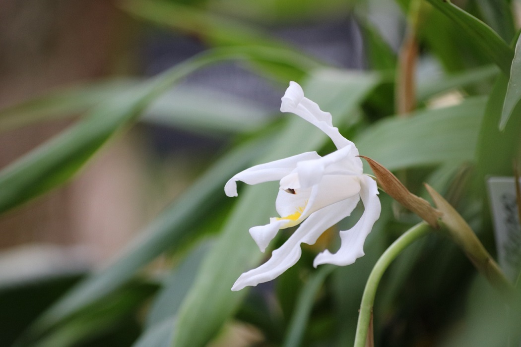 Редкая орхидея ангела расцвела в Ботаническом саду Екатеринбурга