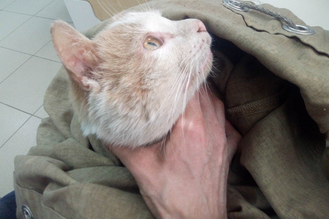 Зооспасатель вызволил кота из-за решётки ямы в Екатеринбурге