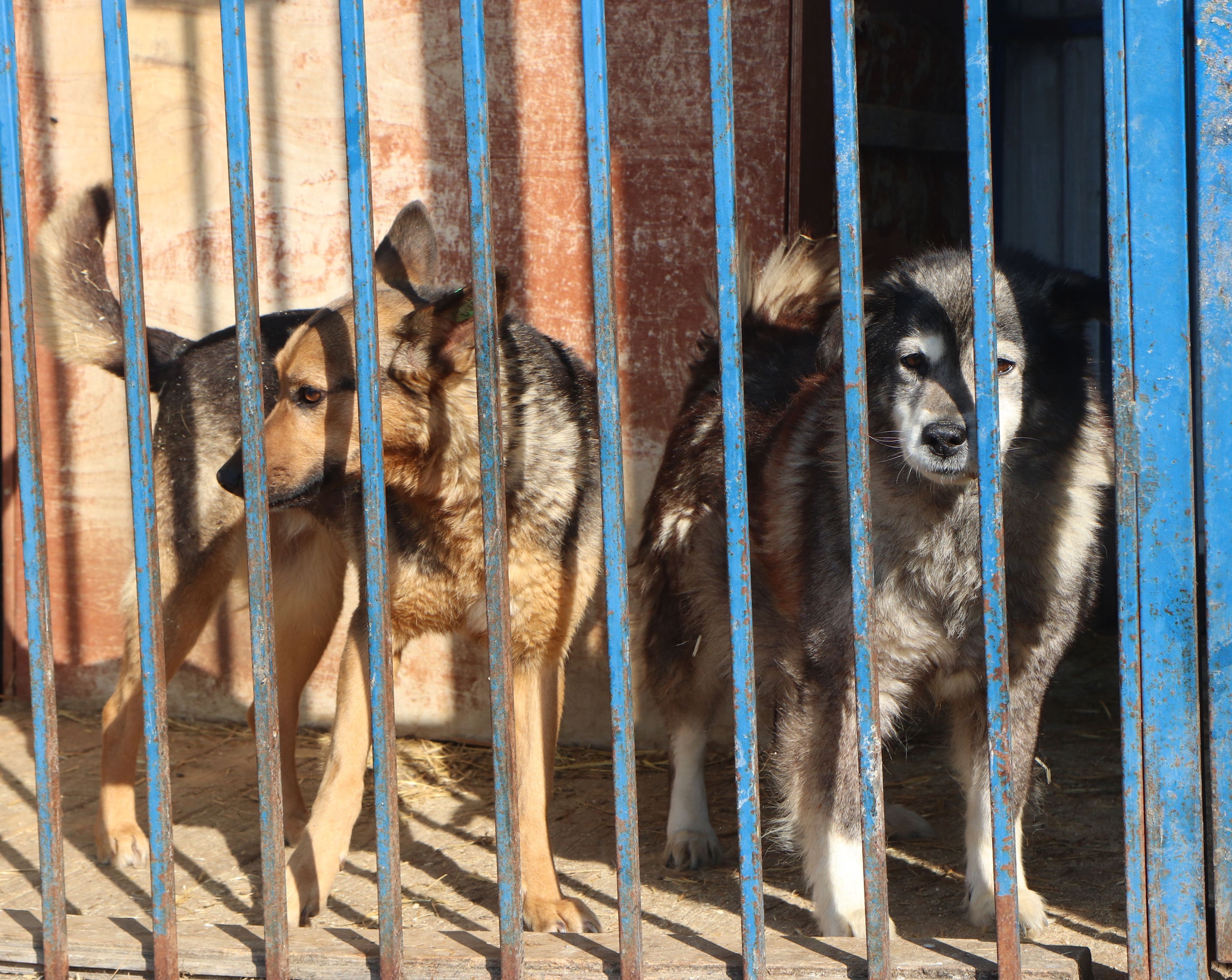 Тюменские коммунальщики передали приюту для животных более 135 кг еды и корма