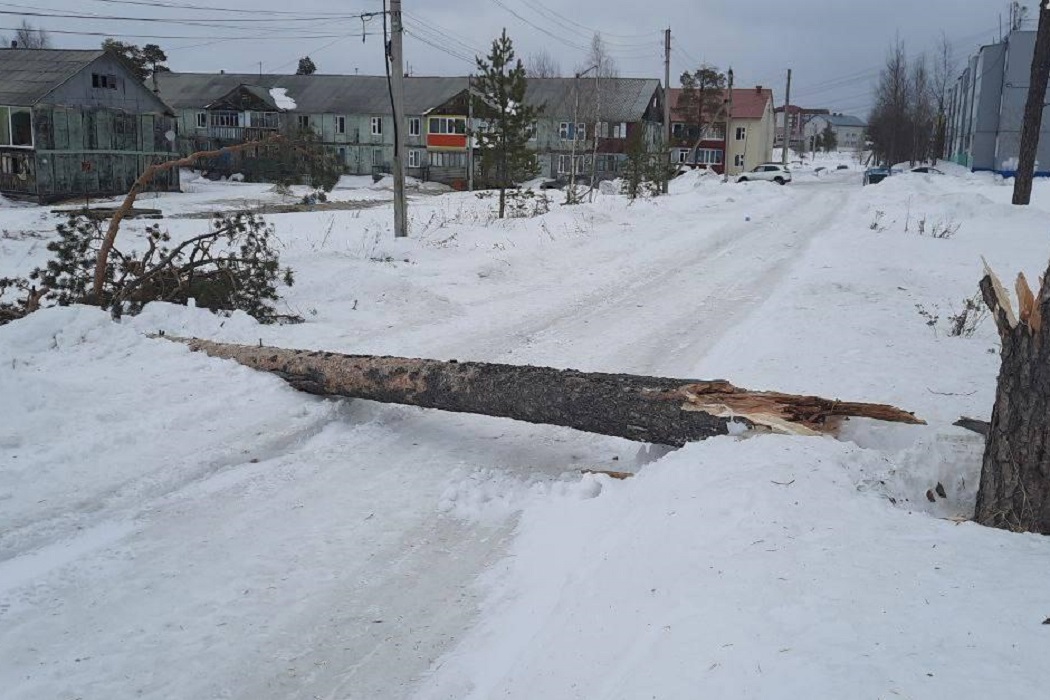 В Ноябрьске сильный ветер повалил дерево на дорогу