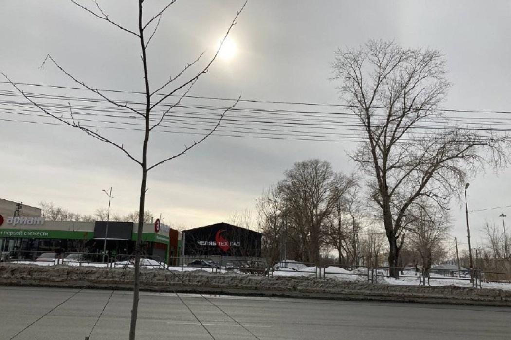 В Челябинске экологи обнаружили 43 нарушения при высадке деревьев вдоль Копейского шоссе