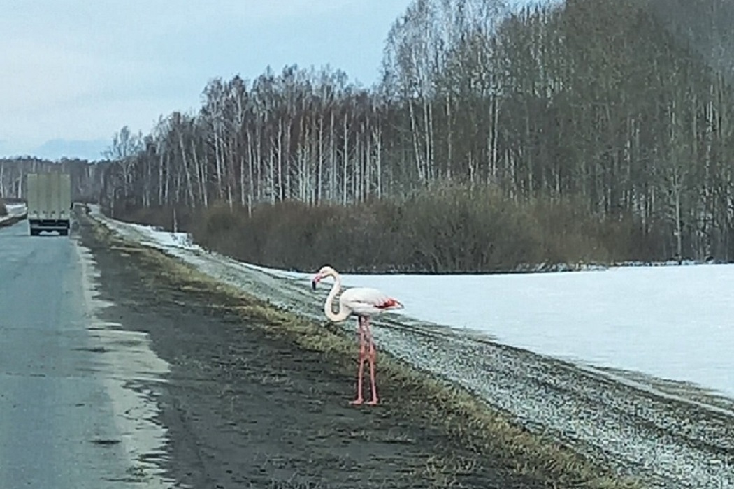 В институте экологии Уро РАН рассказали о появлении фламинго на Урале