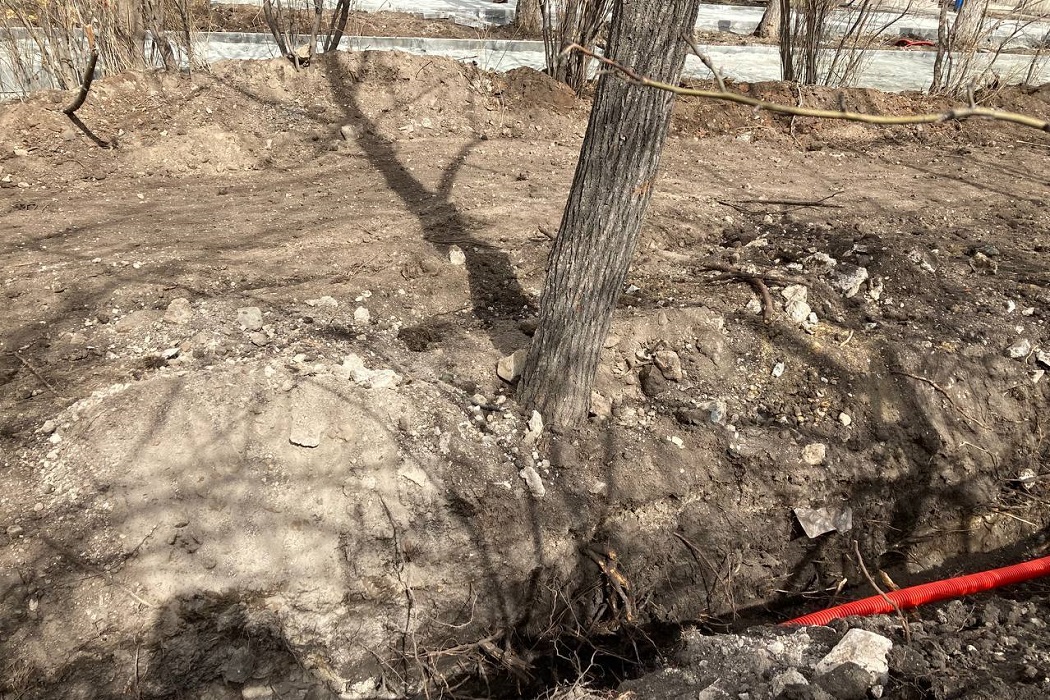 Строительный подрядчик ответит за повреждение деревьев в Челябинске