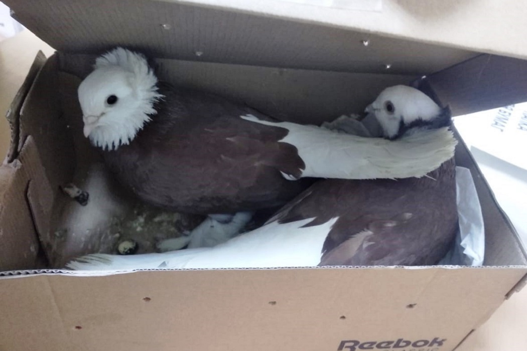 В Кольцово предотвращён ввоз голубей в Россию из Таджикистана